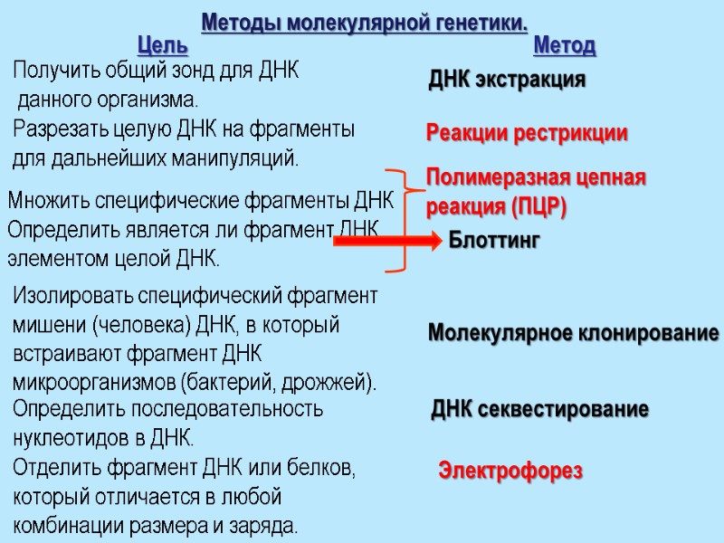 Методы молекулярной генетики. Цель Метод Получить общий зонд для ДНК  данного организма. ДНК
